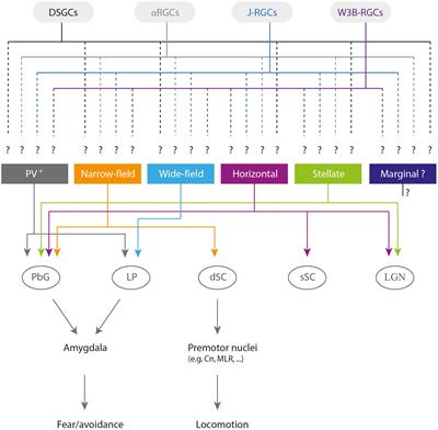 The Mouse Superior Colliculus as a Model System for Investigating Cell Type-Based Mechanisms of Visual Motor Transformation